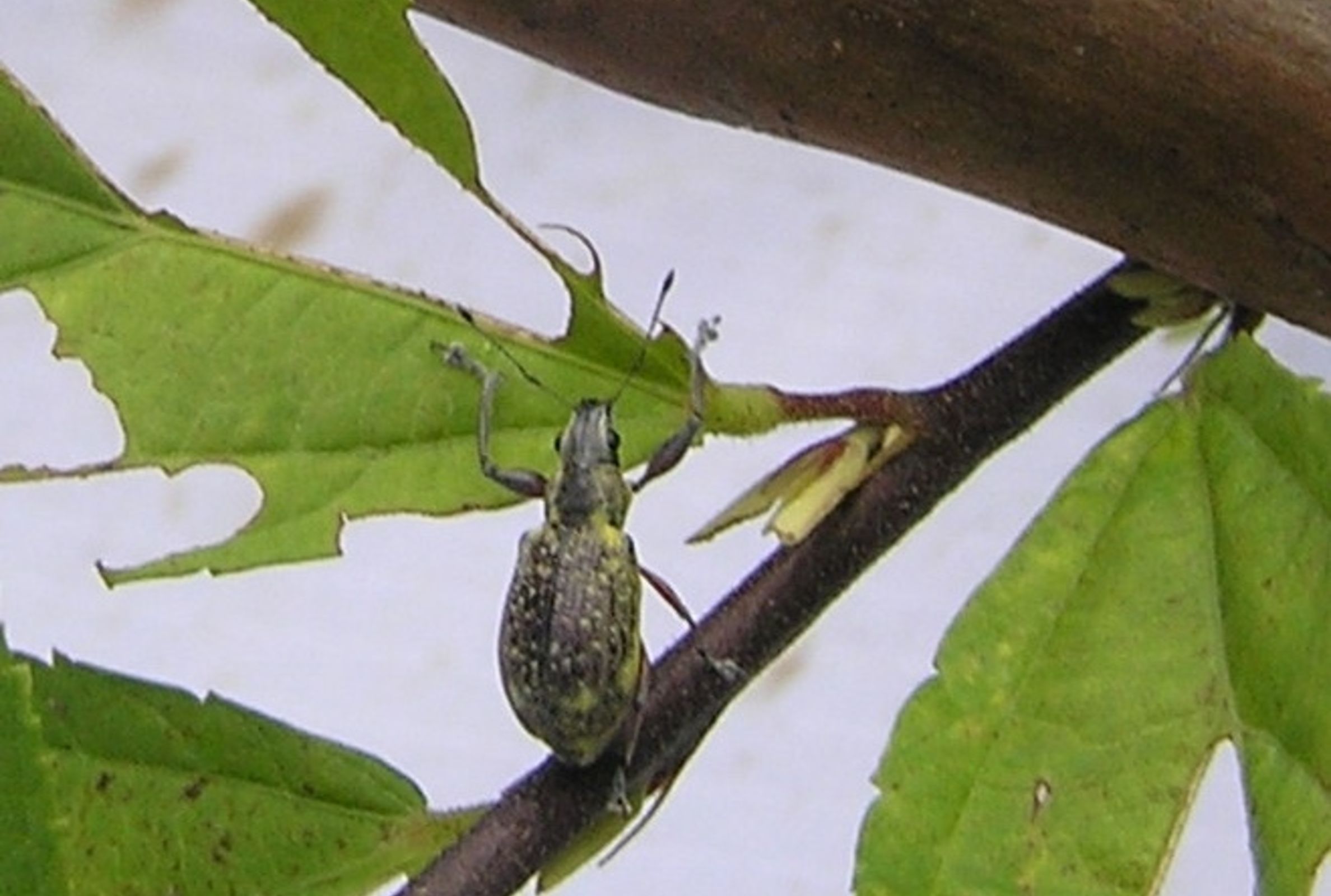 Galapaganus howdenae alimentándose de una hoja de una especie de planta no identificada. Foto: J. Rosado.
